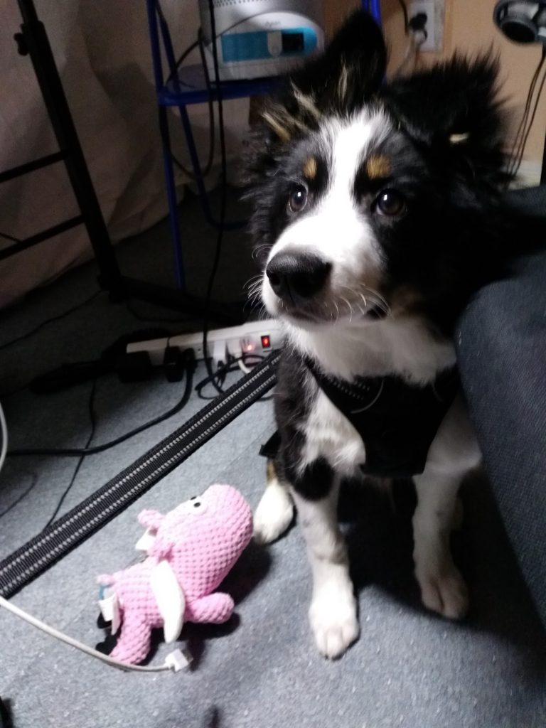 It's a 4-month old border collie, Shanti, inside my home office, and a squeaky flying pig that has now been demolished, RIP flying pig. In the background there's a pair of HD800s for Shanti's lo-fi beats. Shanti was actually supposed to look into a webcam for my friend on Discord but at least we got this photo.